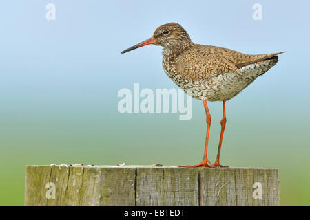 gemeinsamen Rotschenkel (Tringa Totanus), stehend auf eine Holzstange, Niederlande Stockfoto