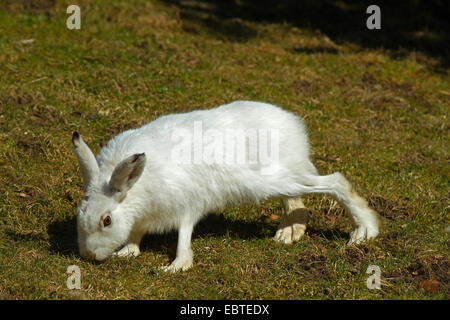 Blaue Hase, Schneehase, weißen Hasen, eurasische arktische Hasen (Lepus Timidus), Streifen auf einer Wiese Stockfoto