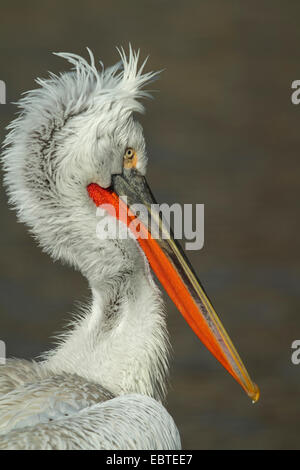 Dalmatinische Pelikan (Pelecanus Crispus), seitliche Porträt Stockfoto