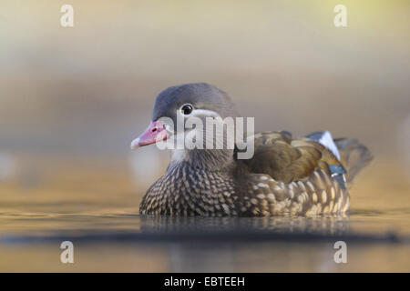 Mandarinente (Aix Galericulata), Schwimmen weiblich Stockfoto