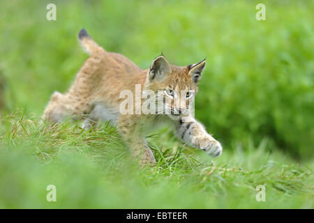 Eurasischer Luchs (Lynx Lynx), juvenile läuft auf einer Wiese Stockfoto