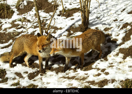 Rotfuchs (Vulpes Vulpes), zwei Füchse im Schnee, Deutschland Stockfoto