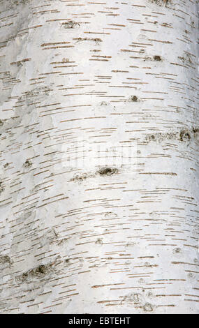 gemeinsamen Birke, Birke, Europäische weiße Birke, weiße Birke (Betula Pendel, Betula Alba), Rinde, Norwegen Stockfoto