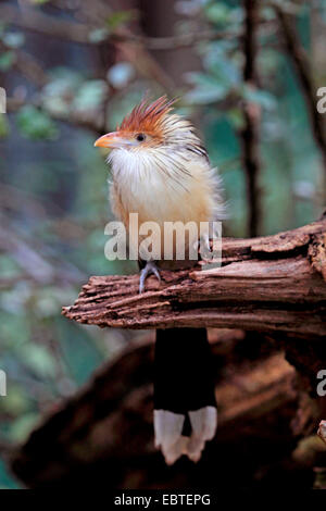 Guira Kuckuck (Guira Guira), sitzen auf abgestorbenem Holz Stockfoto