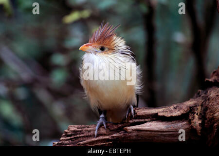 Guira Kuckuck (Guira Guira), sitzen auf abgestorbenem Holz Stockfoto