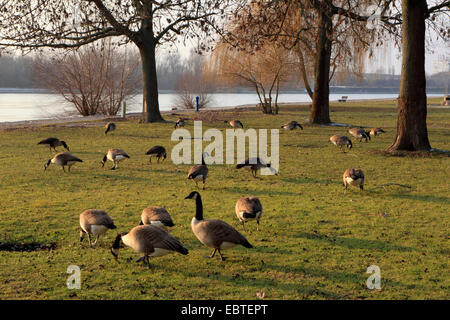 Kanadagans (Branta Canadensis), mehrere Vögel am Rheinufer, Deutschland Stockfoto