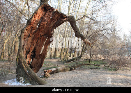 Silber-leaved Pappel, Abele (Populus Alba), Silberpappel, sehr alten knorrigen Baum im Winter, Deutschland Stockfoto