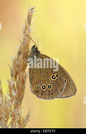 Ringel (Aphantopus Hyperantus), sitzt auf einem Rasen Ohr, Deutschland, Nordrhein-Westfalen Stockfoto