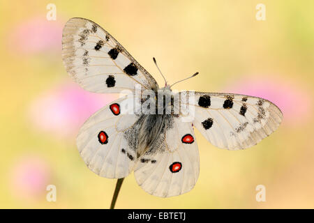 Apollo (schon Apollo Vinningensis), sitzen auf einer Anlage mit Verbreitung Flügel, Deutschland, Rheinland-Pfalz Stockfoto