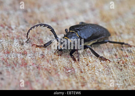 Prionus Longhorn Beetle, größere britische Longhorn die tanner, Sawyer (Prionus Coriarius), sitzen auf Holz, Deutschland, Baden-Württemberg Stockfoto