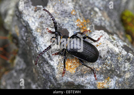Prionus Longhorn Beetle, größere britische Longhorn die tanner, Sawyer (Prionus Coriarius), sitzt auf Felsen, Deutschland, Baden-Württemberg Stockfoto