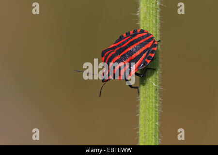 Graphosoma Lineatum, italienische Striped-Bug, Minstrel Bug (Graphosoma Lineatum, Graphosoma unsere), sitzen an einem Pflanzenstängel, Deutschland, Baden-Württemberg Stockfoto