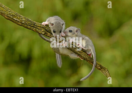 essbare Siebenschläfer, essbare bürgerliche Siebenschläfer, Fett Siebenschläfer, Eichhörnchen-tailed Siebenschläfer (Glis Glis), zwei Tiere, Klettern auf einem moosigen Toten Ast, Deutschland, Baden-Württemberg Stockfoto