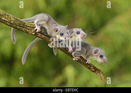 essbare Siebenschläfer, essbare bürgerliche Siebenschläfer, Fett Siebenschläfer, Eichhörnchen-tailed Siebenschläfer (Glis Glis), drei Tiere Klettern auf einem moosigen Toten Ast, Deutschland, Baden-Württemberg Stockfoto