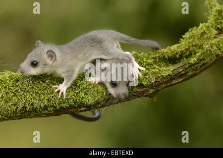 essbare Siebenschläfer, essbare bürgerliche Siebenschläfer, Fett Siebenschläfer, Eichhörnchen-tailed Siebenschläfer (Glis Glis), zwei Tiere, die auf einem moosigen Toten Ast, Deutschland, Baden-Württemberg Stockfoto