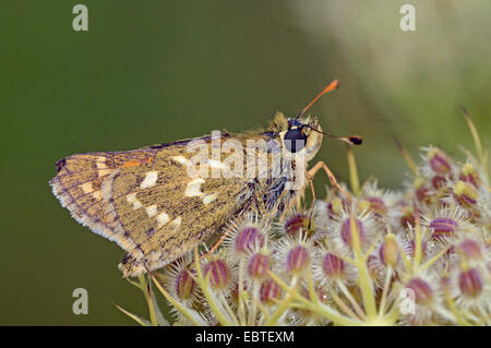 Silber-spotted Skipper (Hesperia Komma), sitzen auf einer Blüte, Deutschland, Baden-Württemberg Stockfoto