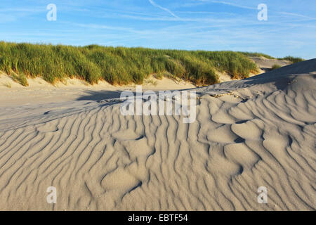 Strand Dünen, Niederlande, Texel, De Slufter europäischen Strandhafer, Dünengebieten Grass, Grass, Psamma, Meer Sand-Reed (Ammophila Arenaria), Stockfoto