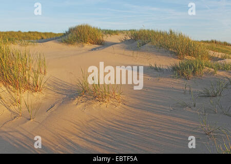 Strand Dünen, Niederlande, Texel, De Slufter europäischen Strandhafer, Dünengebieten Grass, Grass, Psamma, Meer Sand-Reed (Ammophila Arenaria), Stockfoto