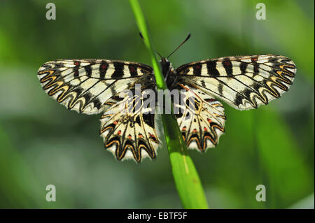 südlichen Schwalbenschwanz (Zerynthia Polyxena), sitzt auf einem Blatt, Österreich, Burgenland Stockfoto