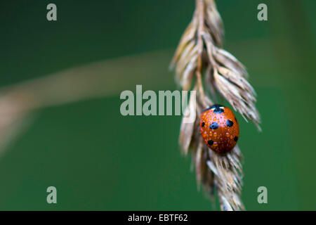 sieben-Punkt-Marienkäfer, Sevenspot Marienkäfer, 7-Punkt Marienkäfer (Coccinella Septempunctata), mit Regentropfen auf Rasen Ohr, Deutschland, Sachsen Stockfoto