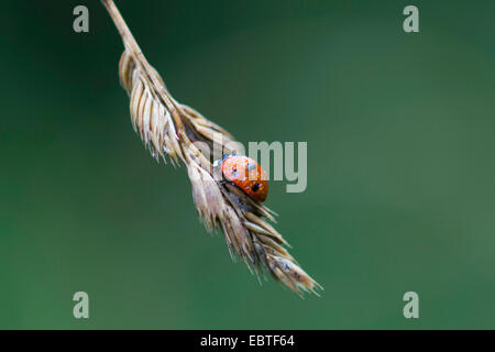 sieben-Punkt-Marienkäfer, Sevenspot Marienkäfer, 7-Punkt Marienkäfer (Coccinella Septempunctata), mit Regentropfen auf Rasen Ohr, Deutschland, Sachsen Stockfoto