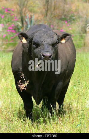 Hausrind (Bos Primigenius F. Taurus), Angus-Rinder grasen auf einer Weide Stockfoto