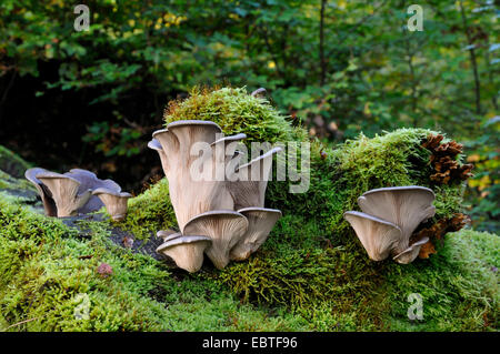 Austernpilz (Pleurotus Ostreatus) Fruchtkörper Körper, Deutschland, Nordrhein-Westfalen Stockfoto