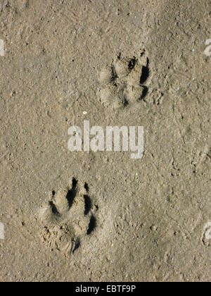 Haushund (Canis Lupus F. Familiaris), Fußspuren im sand Stockfoto