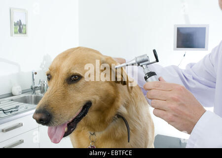 Golden Retriever (Canis Lupus F. Familiaris), Hunde Tierarzt Check-Ohren Stockfoto