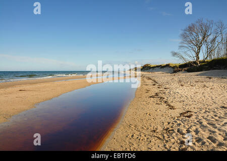 morgendliche Aussicht am westlichen Strand, Deutschland, Mecklenburg-Vorpommern, Western Region Nationalpark Vorpommersche Stockfoto