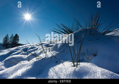 Schnee auf Bergwiese bei Gegenlicht, Schweiz, Kanton Schwyz, Ibach Stockfoto