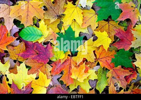 Spitz-Ahorn (Acer Platanoides), Blätter im Herbst von Ahorn und Buche Und den Boden, Deutschland Stockfoto