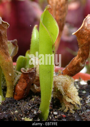 Sonne-Krug (Heliamphora Heterodoxa), Laubfangkorb Stockfoto