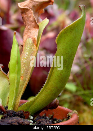 Sonne-Krug (Heliamphora Heterodoxa), Laubfangkorb Stockfoto