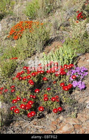 Dewflower Ice-Werk (Drosanthemum bis), blühen, Südafrika, Western Cape Stockfoto