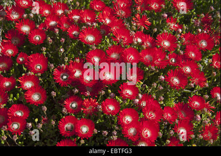 Dewflower Ice-Werk (Drosanthemum bis), blühen, Südafrika, Western Cape Stockfoto