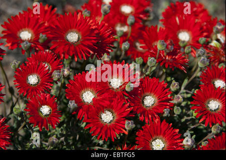 Dewflower Ice-Werk (Drosanthemum bis), blühen, Südafrika, Western Cape Stockfoto