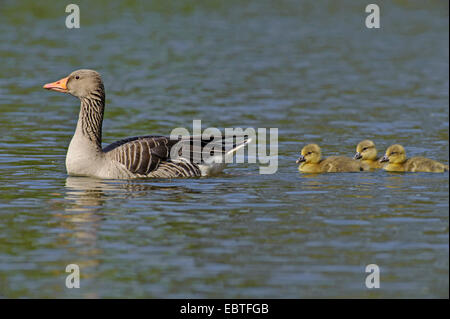 Graugans (Anser Anser), schwimmen auf dem See mit drei Küken nach, Deutschland, Niedersachsen Stockfoto