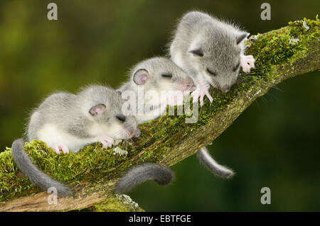 essbare Siebenschläfer, essbare bürgerliche Siebenschläfer, Fett Siebenschläfer, Eichhörnchen-tailed Siebenschläfer (Glis Glis), zwei Tiere ruhen nebeneinander auf einem moosigen Toten Ast, Deutschland, Baden-Württemberg Stockfoto