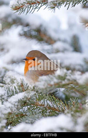 Rotkehlchen (Erithacus Rubecula), blies auf verschneiten Zweig, Deutschland Stockfoto