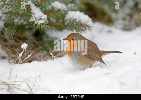 Rotkehlchen (Erithacus Rubecula), im Schnee, Deutschland Stockfoto