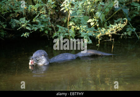 Europäischen Fischotter, europäischer Fischotter, eurasische Fischotter (Lutra Lutra), Essen Fisch, Deutschland Stockfoto