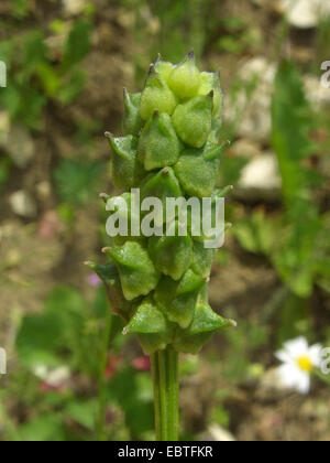 Sommer Fasan-Augen (Adonis Aestivalis), Obst, Deutschland Stockfoto