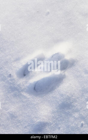 Europäische Eichhörnchen, eurasische Eichhörnchen (Sciurus Vulgaris), Spuren im Schnee, Deutschland Stockfoto