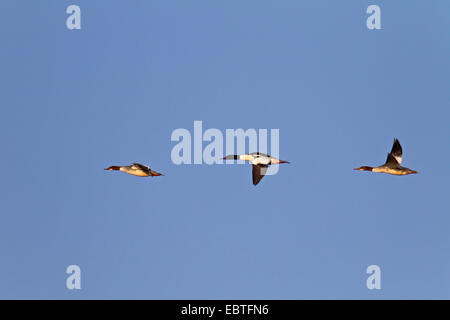 Gänsesäger (Mergus Prototyp), Männchen und Weibchen fliegen, Deutschland, Schleswig-Holstein Stockfoto