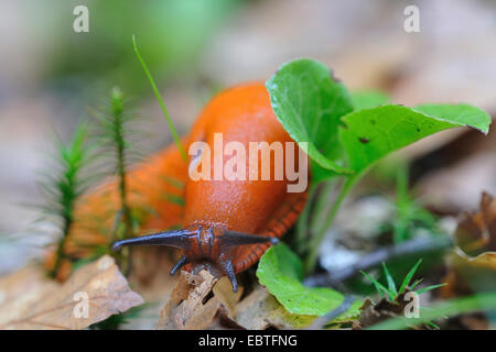 große rote Slug, größere rote Nacktschnecke, Schokolade Arion (Arion Rufus), kriechen auf Wald, Boden, Deutschland, Nordrhein-Westfalen Stockfoto