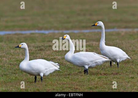 Bewick ´s Schwan Bewicks Schwan (Cygnus Bewickii, Cygnus Columbianus Bewickii), drei Erwachsene auf einer Wiese, Deutschland, Schleswig-Holstein Stockfoto