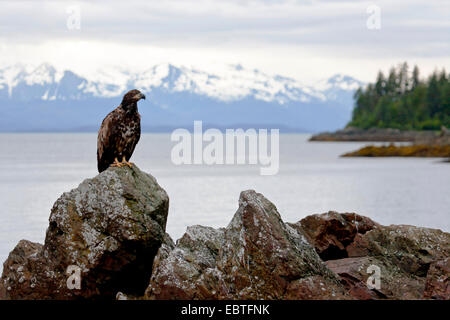 Weißkopfseeadler (Haliaeetus Leucocephalus), juvenile sitzen auf einem küstennahen Felsen, Tongass National Forest, Admirality Island, Alaska, USA Stockfoto