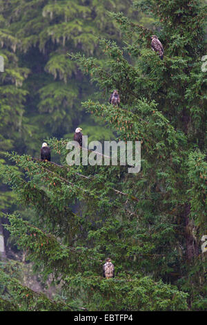 Weißkopfseeadler (Haliaeetus Leucocephalus), Erwachsene und Jugendliche auf einen Baum, USA, Alaska, Tongass National Forest Stockfoto