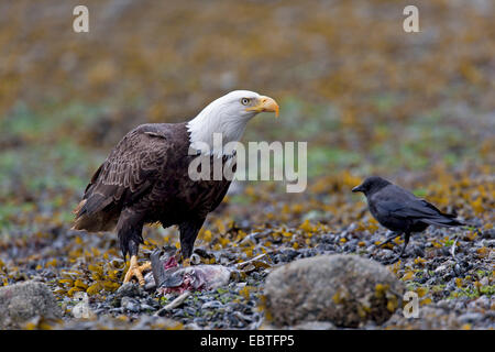 Weißkopfseeadler (Haliaeetus Leucocephalus), mit Beute und nordwestliche Krähe auf dem Boden, USA, Alaska, Tongass National Forest Stockfoto